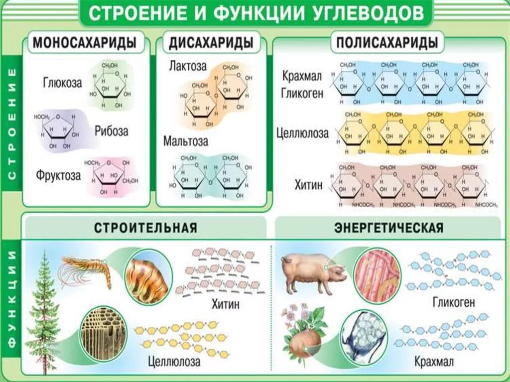 Углеводы классификация строение и функции. Углеводы: классификация, строение углеводов. Биологическая роль.. Химическое строение углеводов. Таблица классификация углеводов биология.