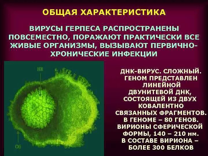 Вирус герпеса характеристика вируса. Герпесвирусы строение вириона. Вирус герпеса характеристика. Характеристика герпесвируса.