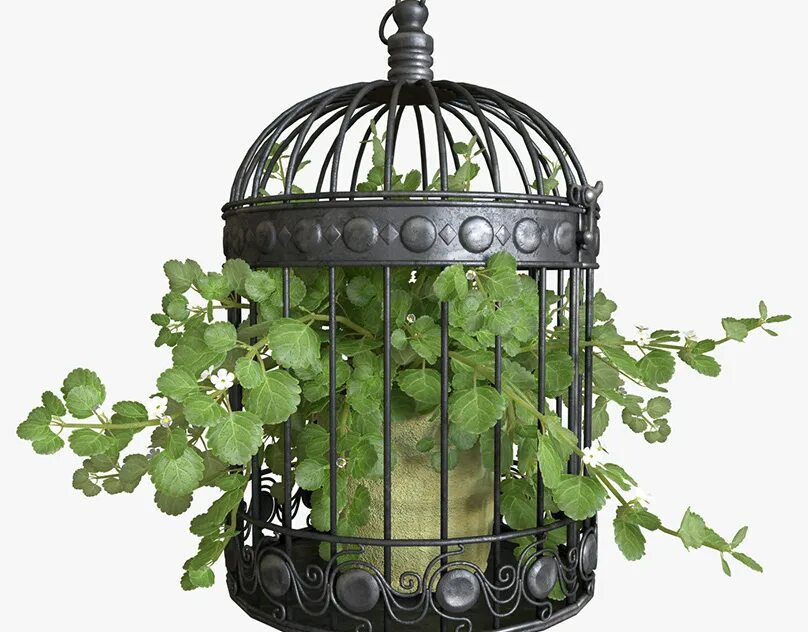 Ivy model