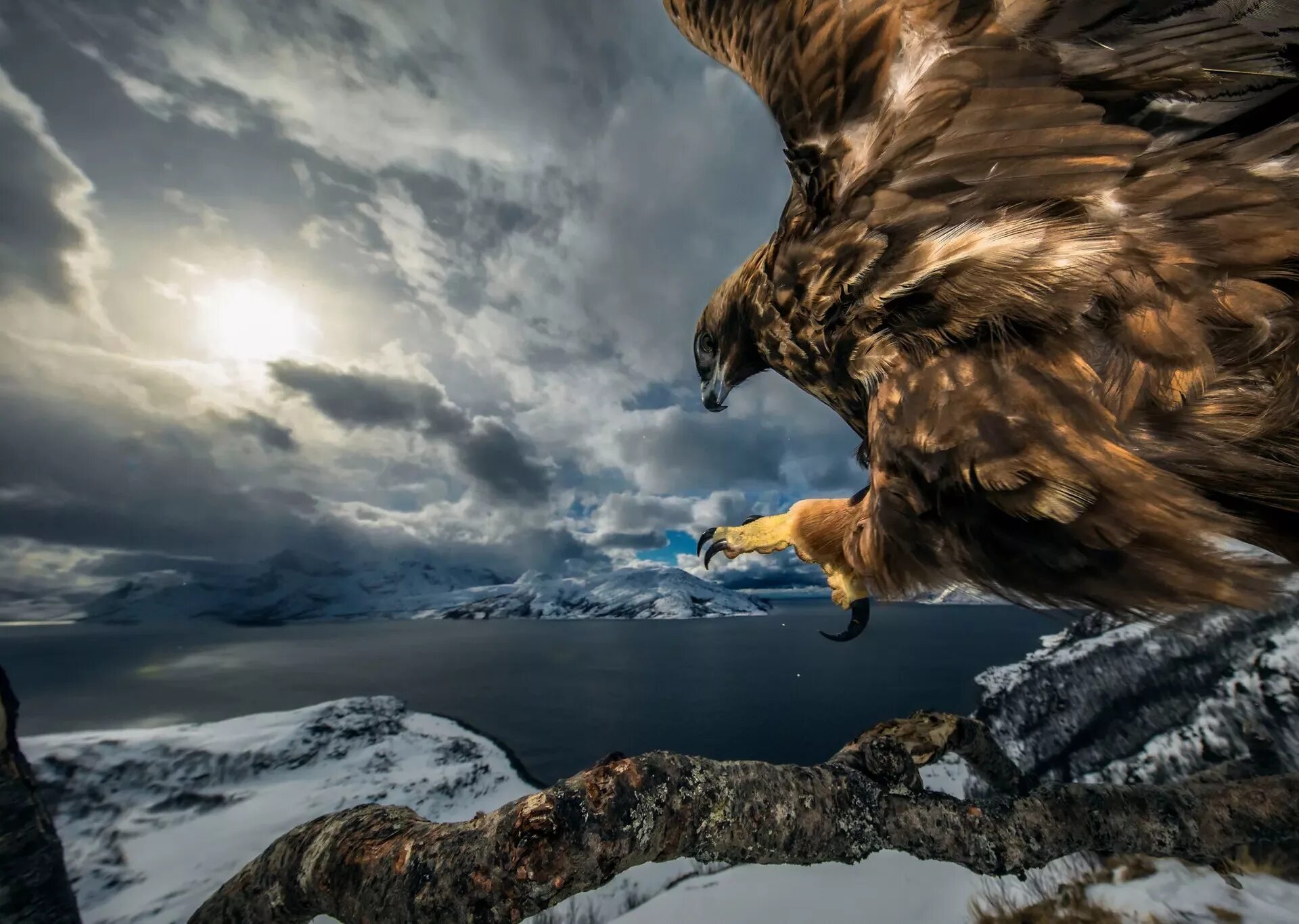 Аудун Рикардсен. Энди Хоу - британский фотограф дикой природы. Дикая природа. Лучшие снимки дикой природы.