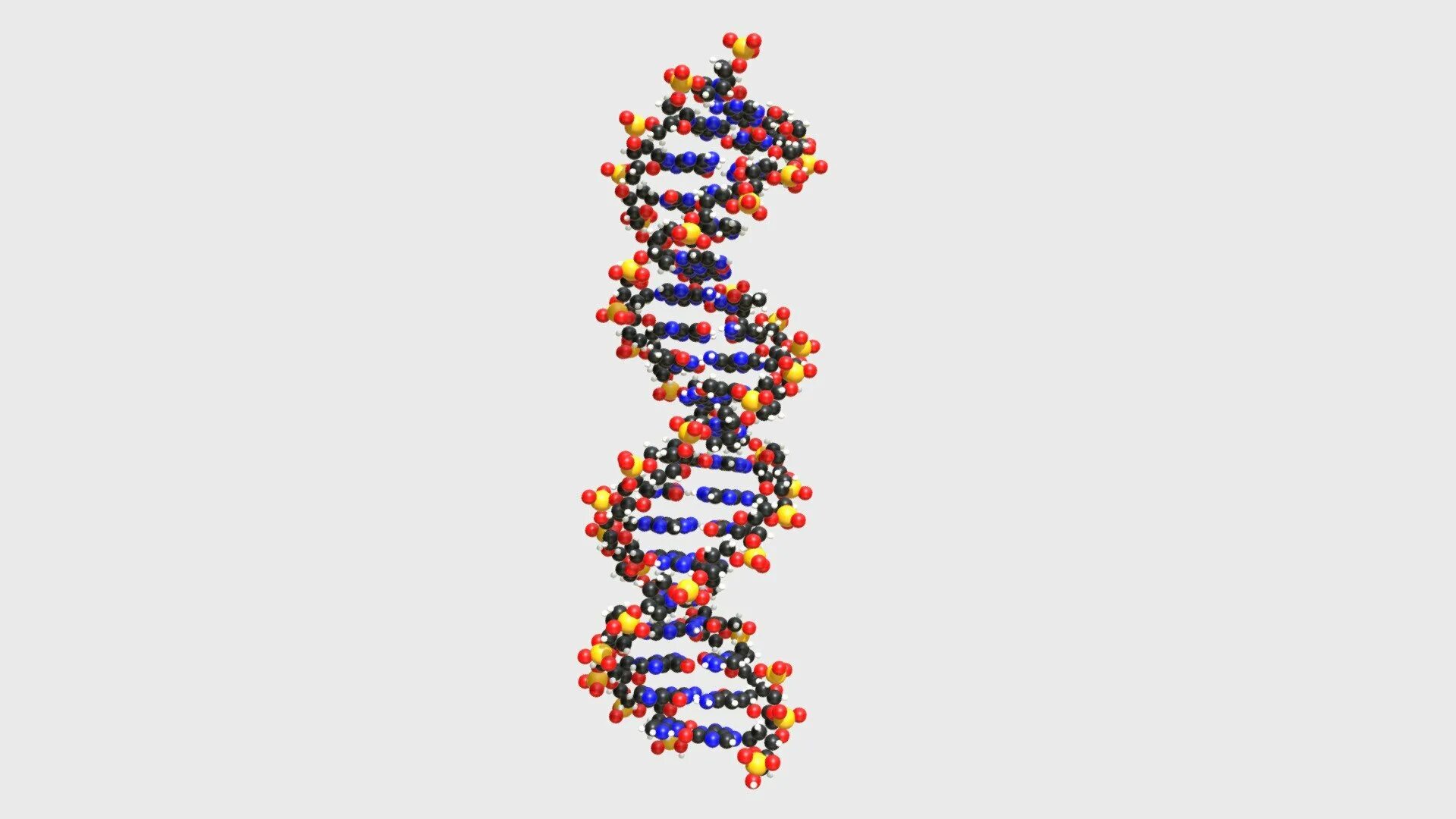 Молекулярная цепочка ДНК. Биополимер ДНК. Модель ДНК биология. Цепочка ДНК биология.