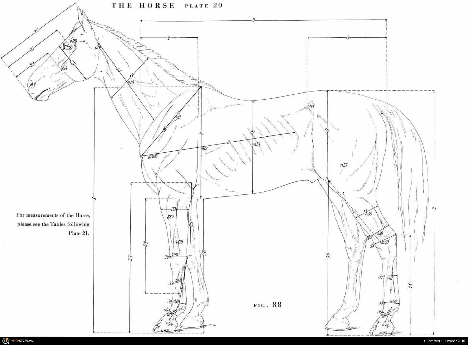 Какая длина лошади. Пропорции головы лошади. Лошадь чертеж. Анатомия и пропорции лошади. Габариты лошади с размерами.