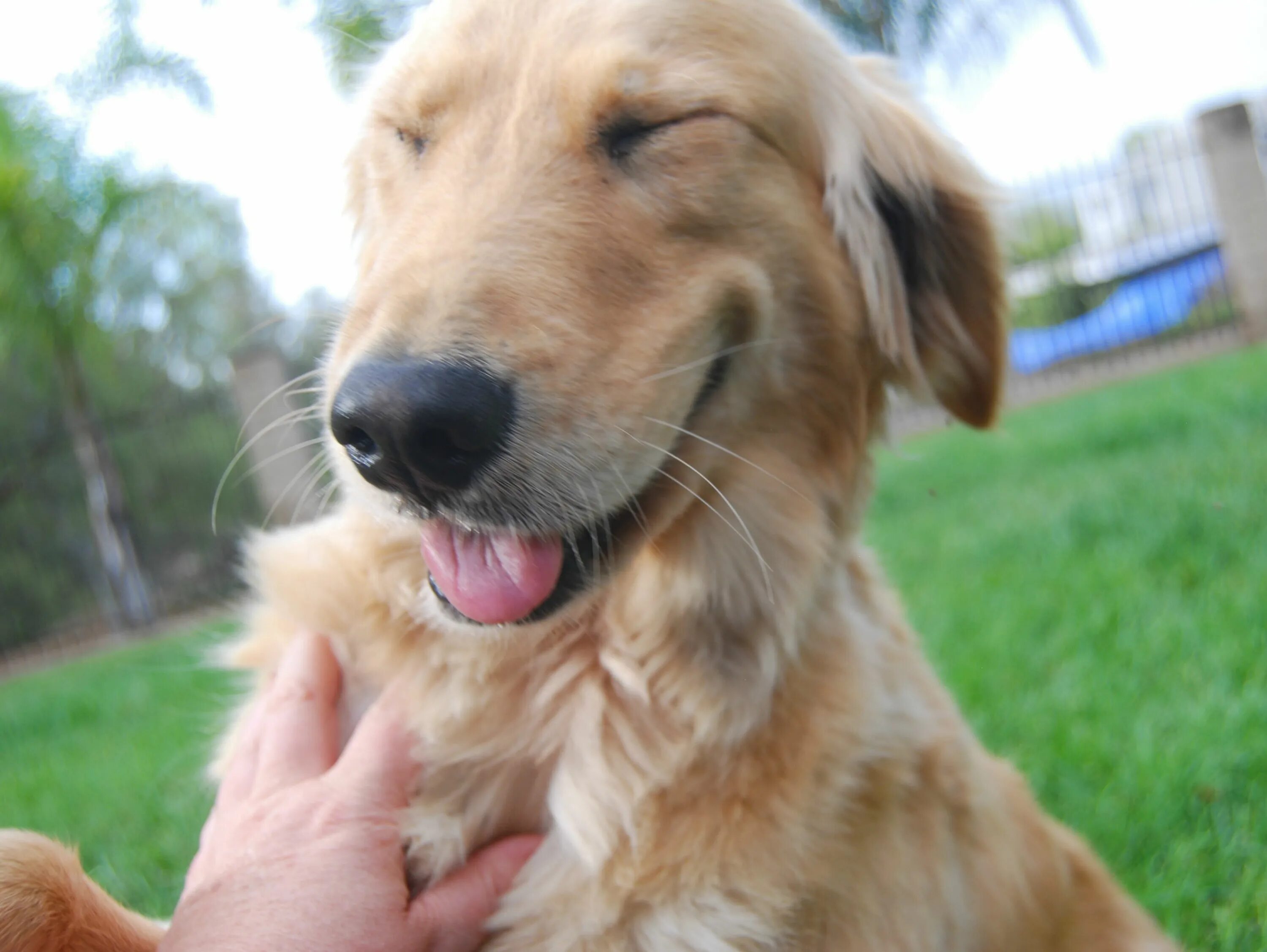 Лабрадор ретривер золотистый. Золотистый ретривер улыбака. Золотистый улыбчивый пес ретривер. Собака улыбака золотистый ретривер.