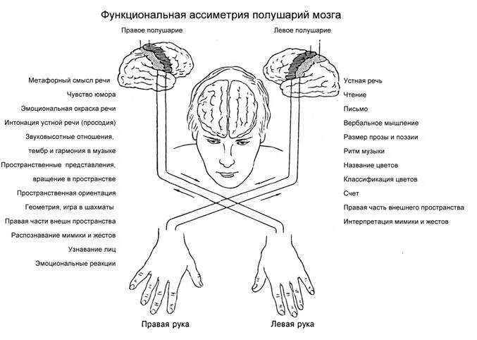 Функциональная асимметрия мозга схема. Межполушарная асимметрия мозга схема. Межполушарная функциональная асимметрия таблица. Функциональная межполушарная асимметрия головного мозга человека.