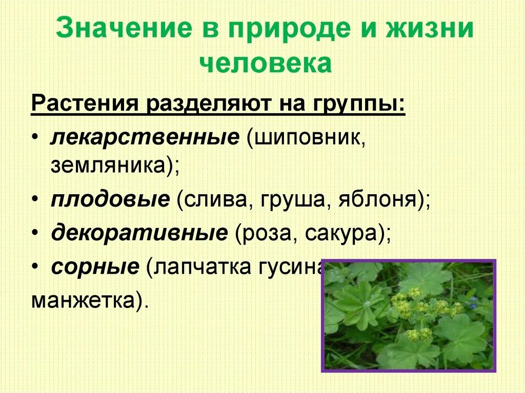 Выберите значение растений в природе. Важность растений в жизни человека. Лекарственные растения в жизни человека. Лекарственные растения делятся на группы. Значение растений в природе.