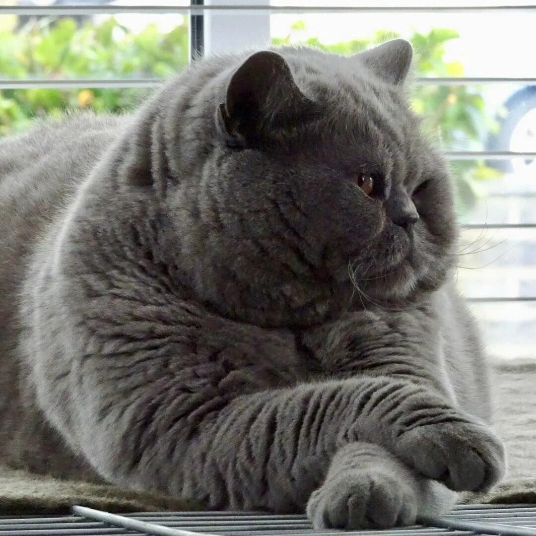 Что любят британцы