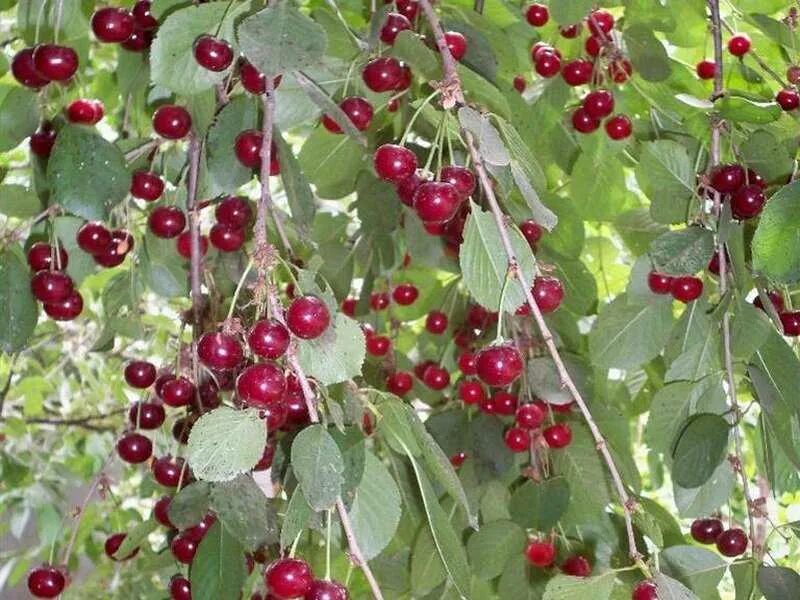 Дерево вишня радонеж описание сорта. Сорт вишни россошанская. Урожай вишни. Какой сорт вишни лучше. Сорт вишни призвание.