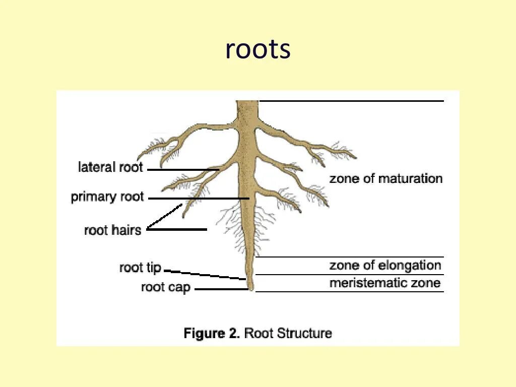 Roots do am