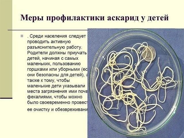 Передаются ли аскариды от человека к человеку. Аскариды аскаридоз профилактика. Аскариды у детей симптомы.