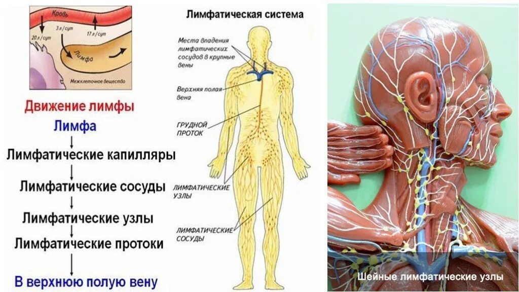 Движение лимфатических сосудов