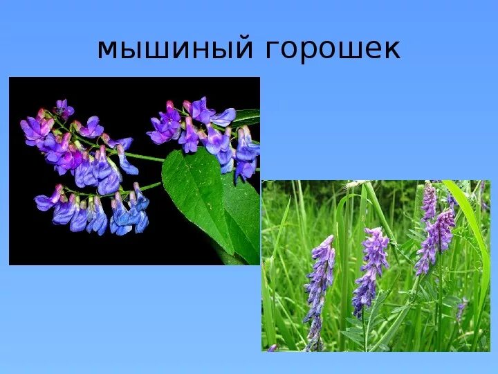 Какую формулу имеет цветок мышиный горошек. Какую формулу имеет цветок мышиный горошек