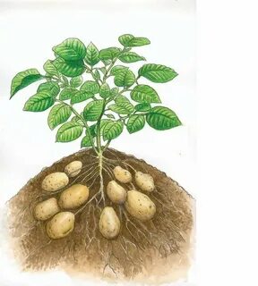 Клубни картофеля ботва