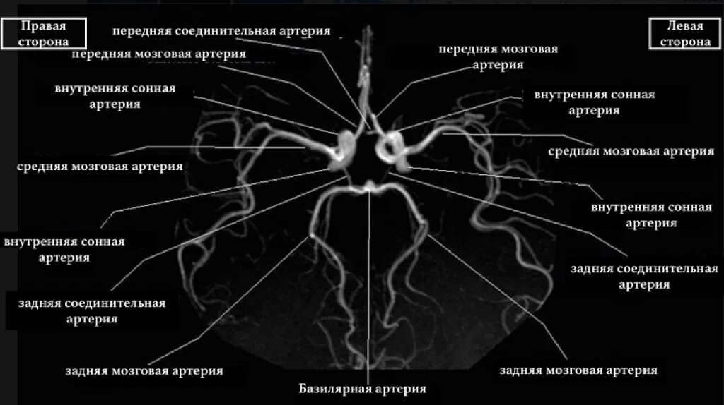 Артерия заднего сегмента