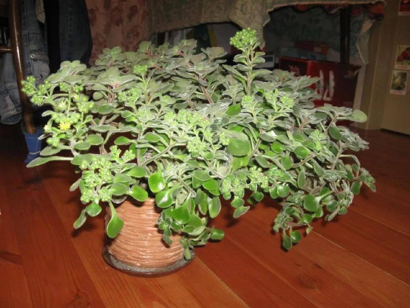 Цветок дерево любви аихризон. Комнатное растение семейное счастье. Аихризон очитколистный. Аихризон бонсай. Аихризон бонсай.