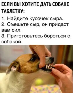 Как давать воду собаке