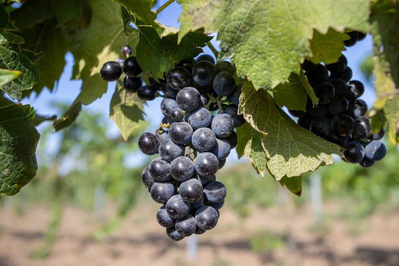 Красностоп золотовский виноград. Анапский виноград. Виноградопригодные земли анапы. Витязево виноградники. Виноградарство в анапе.