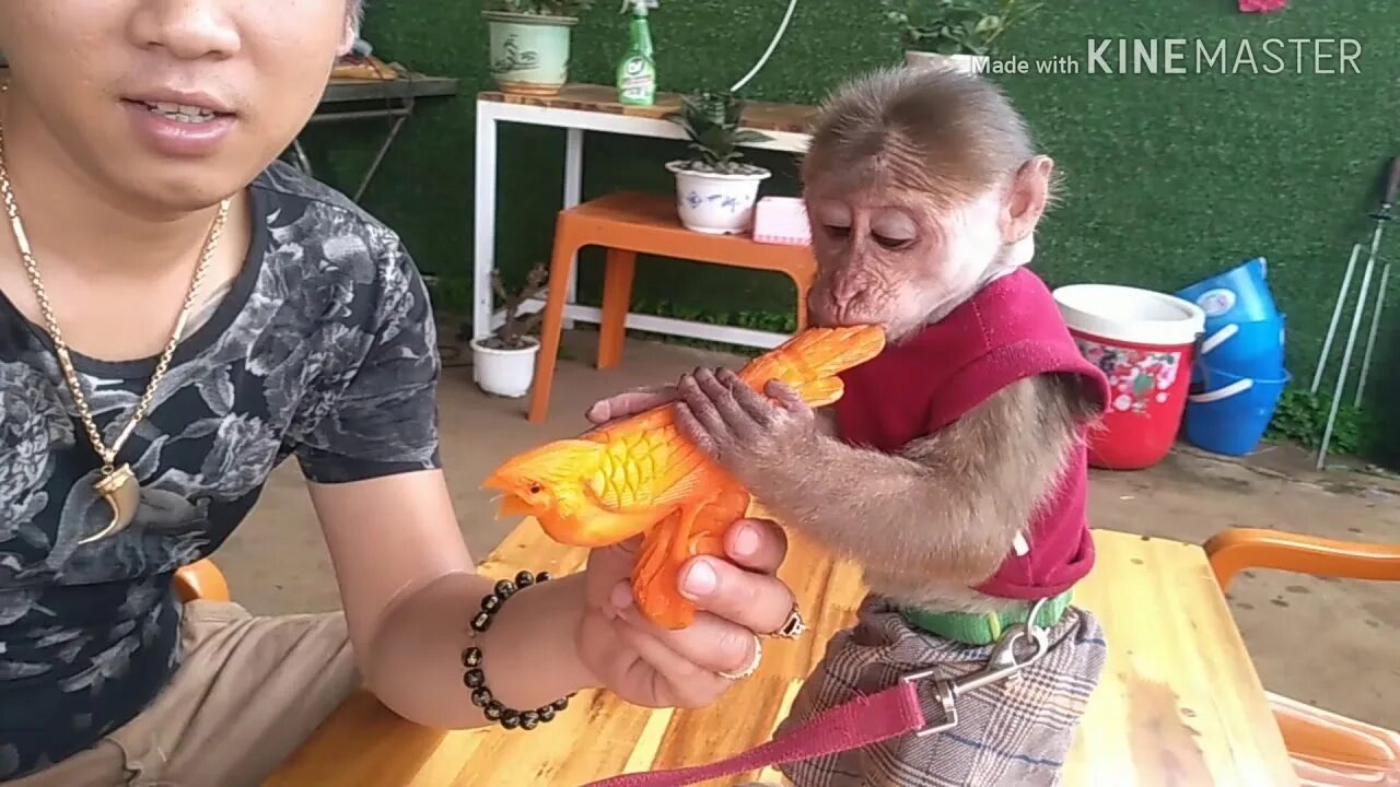Обезьянка йо йо во Вьетнаме. YOYO девочка с обезьянкой. Обезьянка bibi из вьетнама