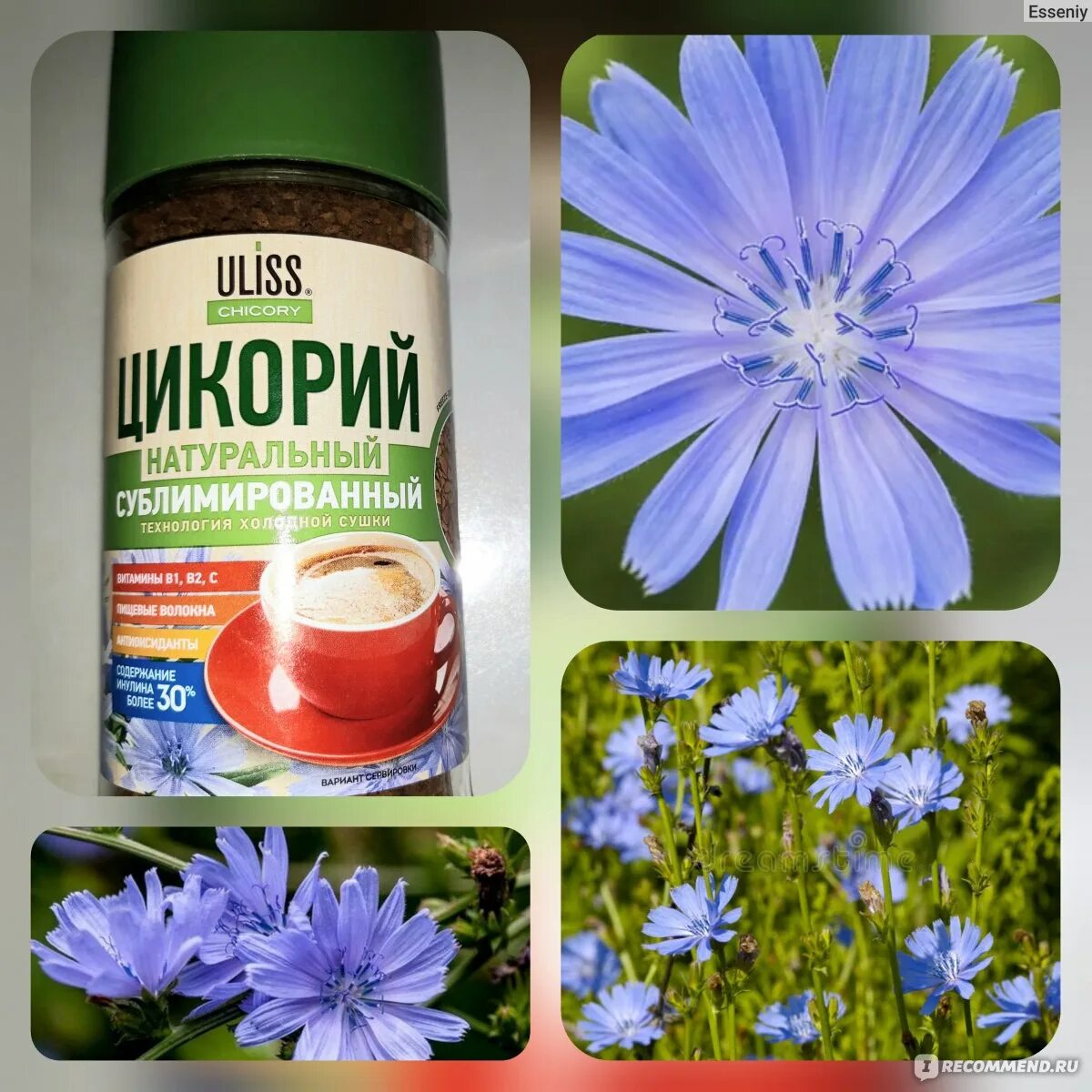 Лучший цикорий рейтинг. Цикорий uliss chicory. фирма русский цикорий. бренд цикорий здоровье. цикорий доброе утро.
