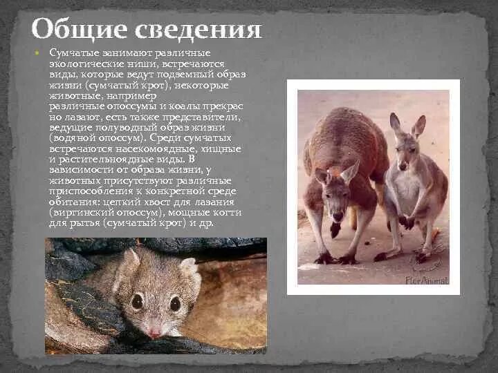 Особенности сумчатых. Отряды млекопитающих сумчатые. образ жизни сумчатых. интересные сумчатые животные. сумчатые животные интересные факты.