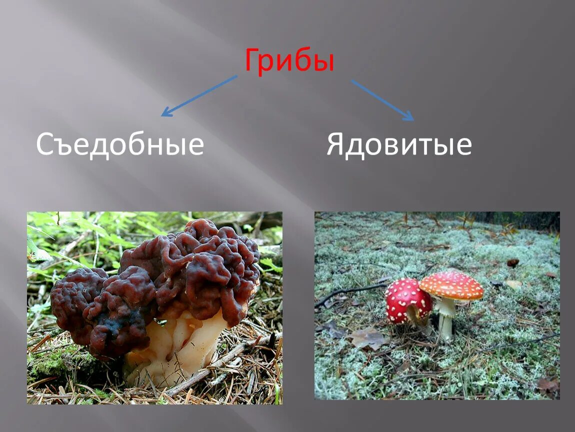 Грибы опасные для животных. Ядовитые грибы. съедобные и ядовитые грибы 2 класс. съедобные и ядовитые грибы сообщение. несъедобные грибы тема.