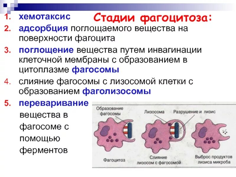 Стадии фагоцитоза внутриклеточное. Стадии фагоцитоза активация мембраны. Этапы фагоцитоза таблица. 4 Стадии фагоцитоза иммунология.