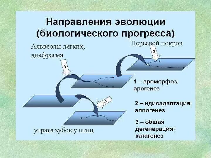 Особенности биологического прогресса. Направления биологического прогресса. Пути достижения биологического прогресса арогенез. Арогенез аллогенез катагенез. Биологический Прогресс схема.