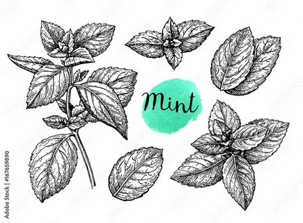 Mint base