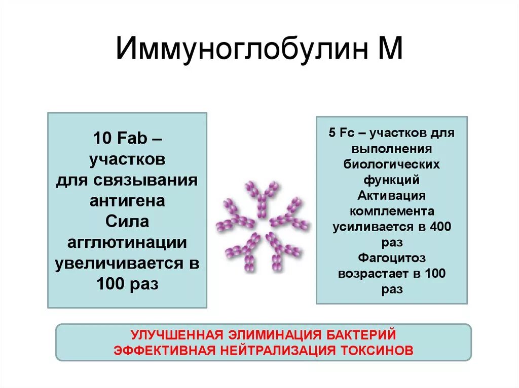 Иммуноглобулин м. Агглютинация иммуноглобулинов. Иммуноглобулины класса m. Иммуноглобулины g и m. Инфекционный иммуноглобулин