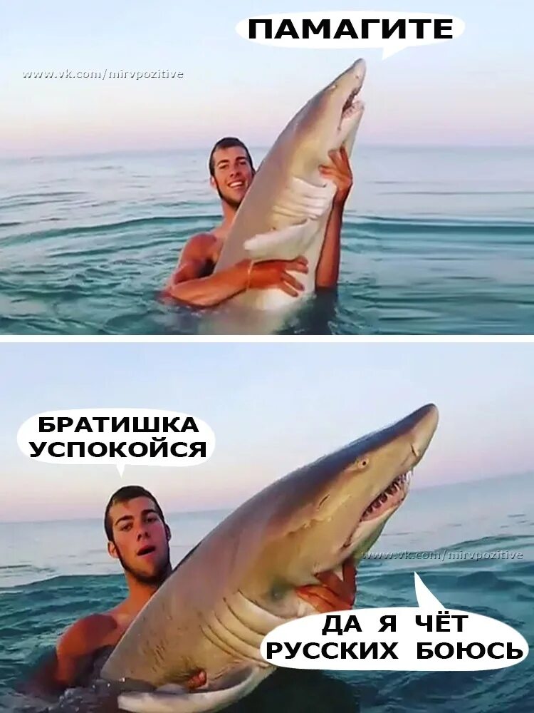 Правда что акулы боятся пузырьков. Акула прикол. Акулы боятся русских с криками дельфины. Шутки про акул.