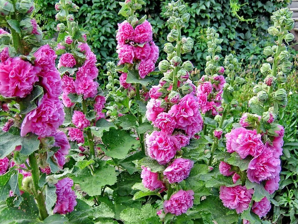 Мальва сорта. Мальва махровая многолетняя. мальва махровая (сорт &#039;pleniflora red&#039;).