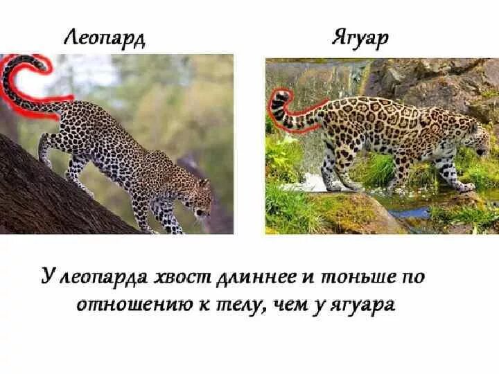 Чем отличается ягуар от леопарда. Отличия ягуара от леопарда. разница между ягуаром и леопардом. ягуар и леопард разница. ягуар леопард гепард отличия.
