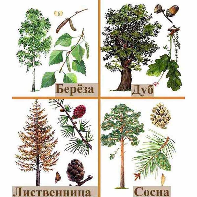 ветка осины. ствол березы зимой. ветки березы и сосны. сосульки на деревьях. дуб, липа, тополь, береза, осина.
