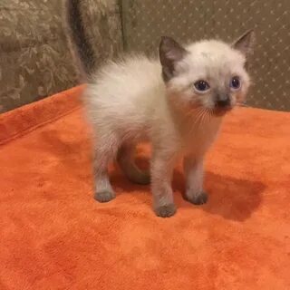 Авито междуреченск объявления