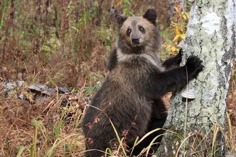 Siberian bear