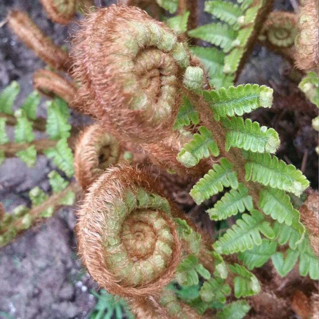 Щитовник мужской. Папоротник Щитовник рахисы. Dryopteris filix-mas. Щитовник пахучий. Папоротник Щитовник мужской.