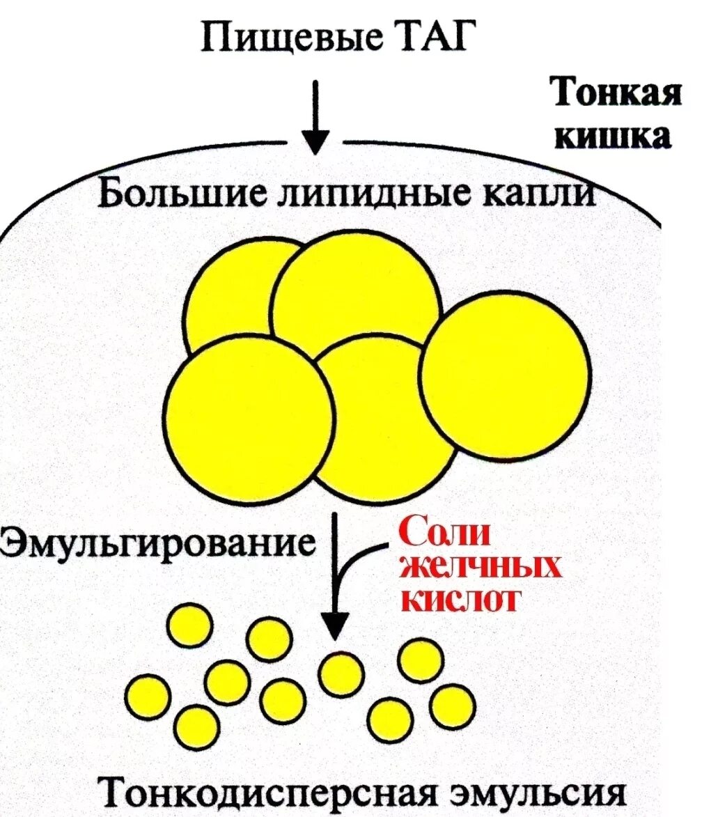 Схема эмульгирования липидов. Схема эмульгирования капли жира желчными кислотами. Схема эмульгирования жиров под действием желчных кислот. Эмульгирование жиров схема. Какой процесс происходит под действием желчи