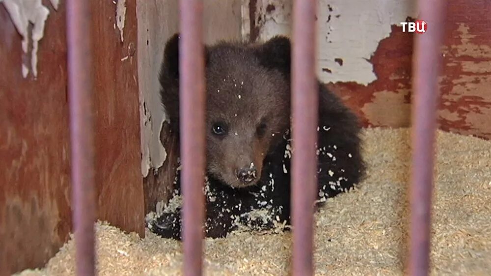 Медведя давят джипом видео. Издеваются над медведь. Жертвы голодного медведя. Джип медведь. Издеваются над медведь.