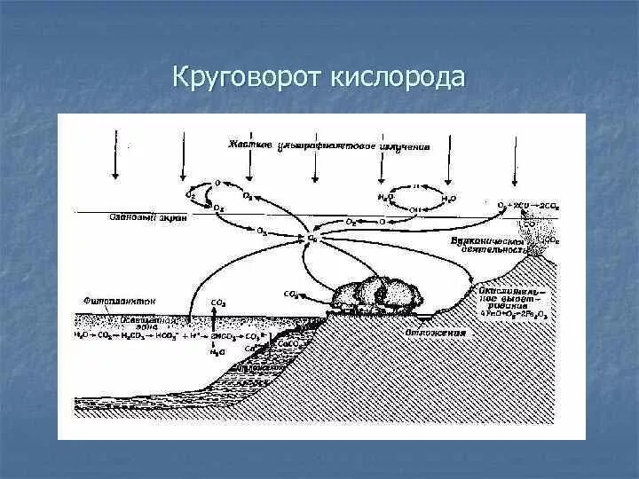 Круговорот азота кислорода углерода. Круговорот кислорода и азота. Круговорот кислорода схема. Круговорот кислорода в природе схема. Азот углерод кислород в воде