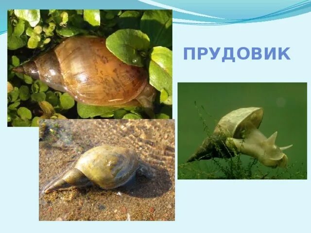 Малый прудовик является. Прудовик обыкновенный питание. Прудовик обыкновенный систематика. Малый прудовик является. Прудовик обыкновенный систематика.