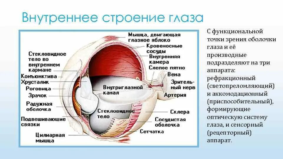 Глазное яблоко функции таблица. Строение оболочек глазного яблока. Табл строение глазного яблока. Строение глаза. Внутреннее строение глаза.