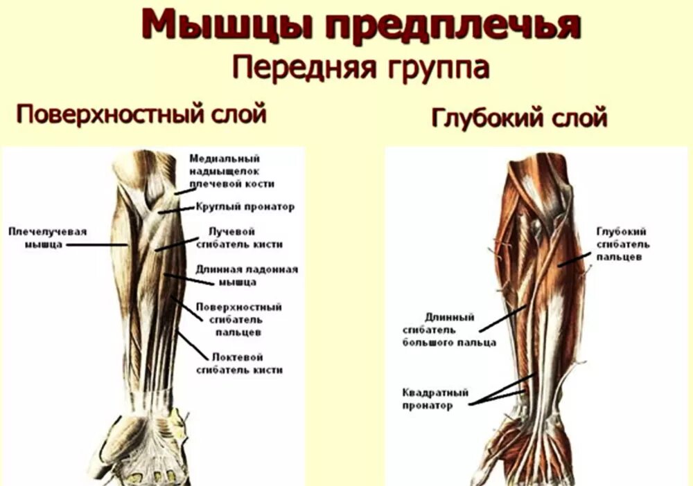 Мышцы передней группы предплечья