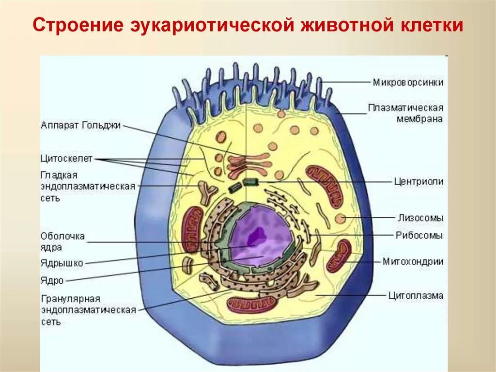 Какой основной компонент содержится в цитоплазме. Строение эукариотической животной клетки. Схема строения животной клетки. Строение животной клетки эукариот. Строение клетки клеточные органоиды 9 класс.