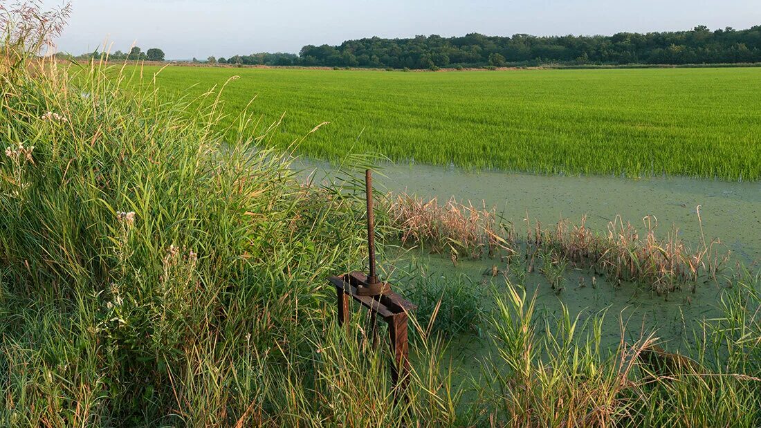 Поселок рисовый славянский. Пос. Погода в рисовом славянского краснодарского края. Рисовые поля на кубани. Рисовое сельское поселение славянского района.