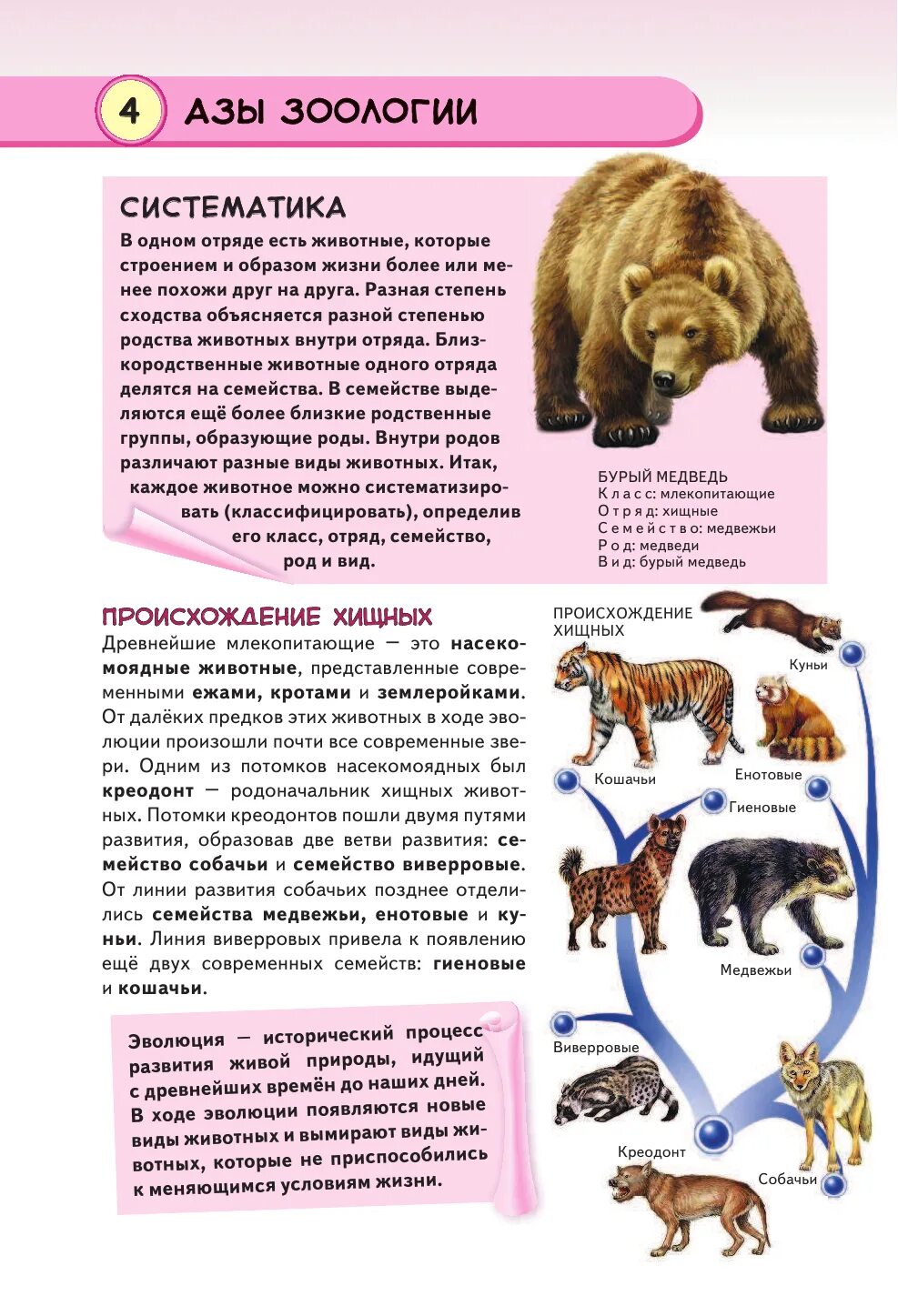 какие животные относятся к хищным. ребенок и хищный зверь. названия плотоядных животных. кошачьи семейство отряда хищных. кошачье семейство.