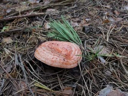 Гриб рыжик хвойных лесов