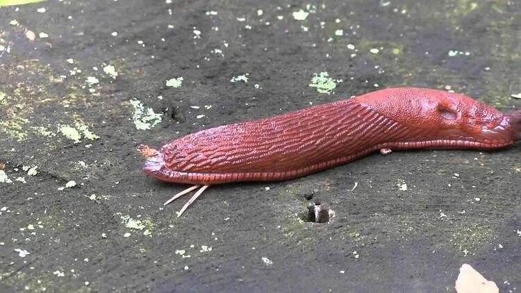 Лесной слизень. Рыжий слизень (arion lusitanicus). Рыжий слизень дыхательная система. Слизень arion lusitanicus. Слизень фото.