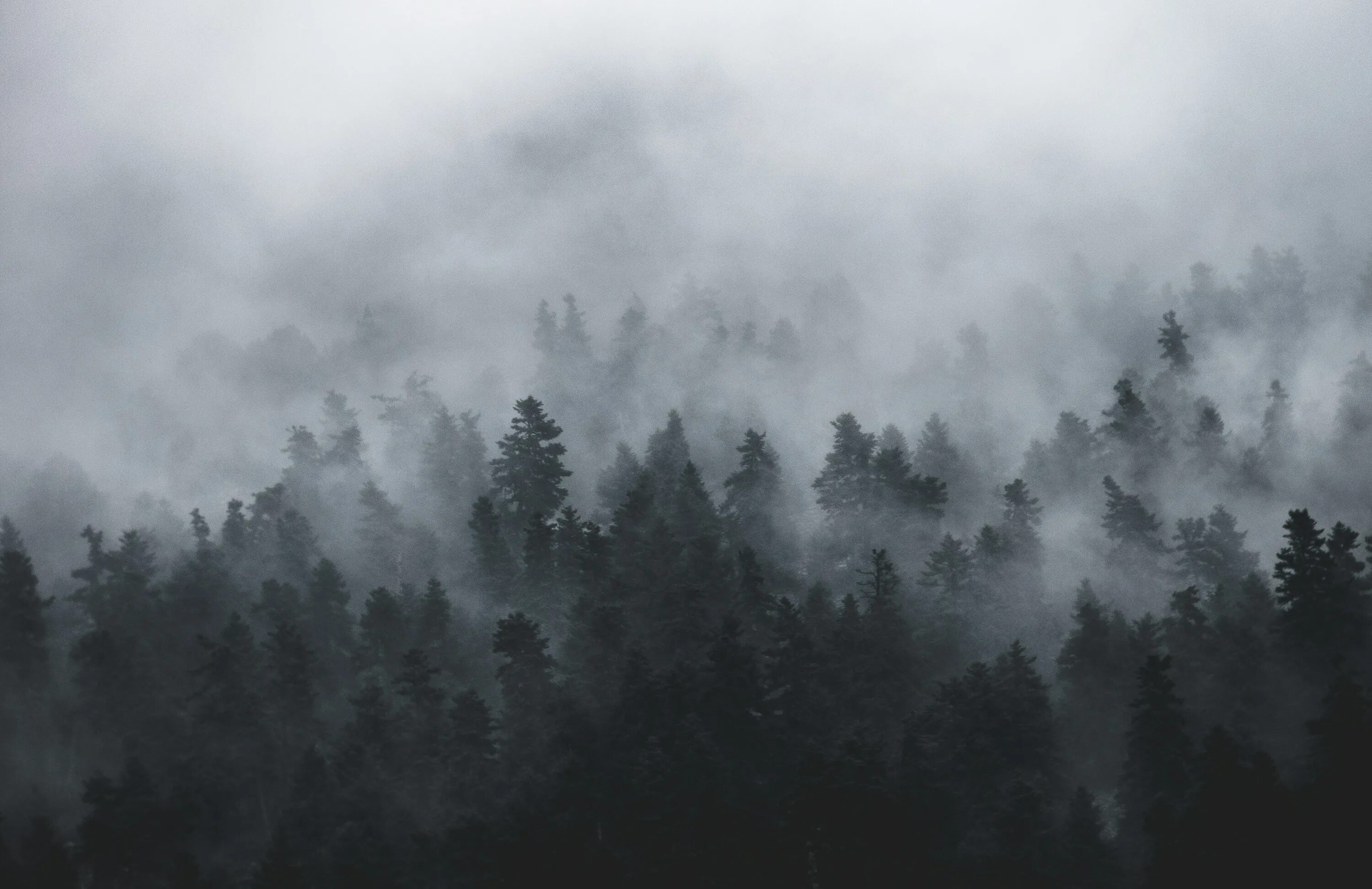 Fog текста