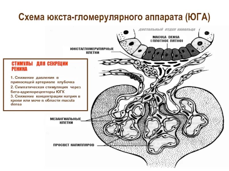 Артериолы клубочка