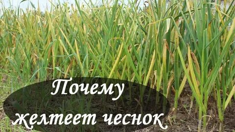 Желтеет м