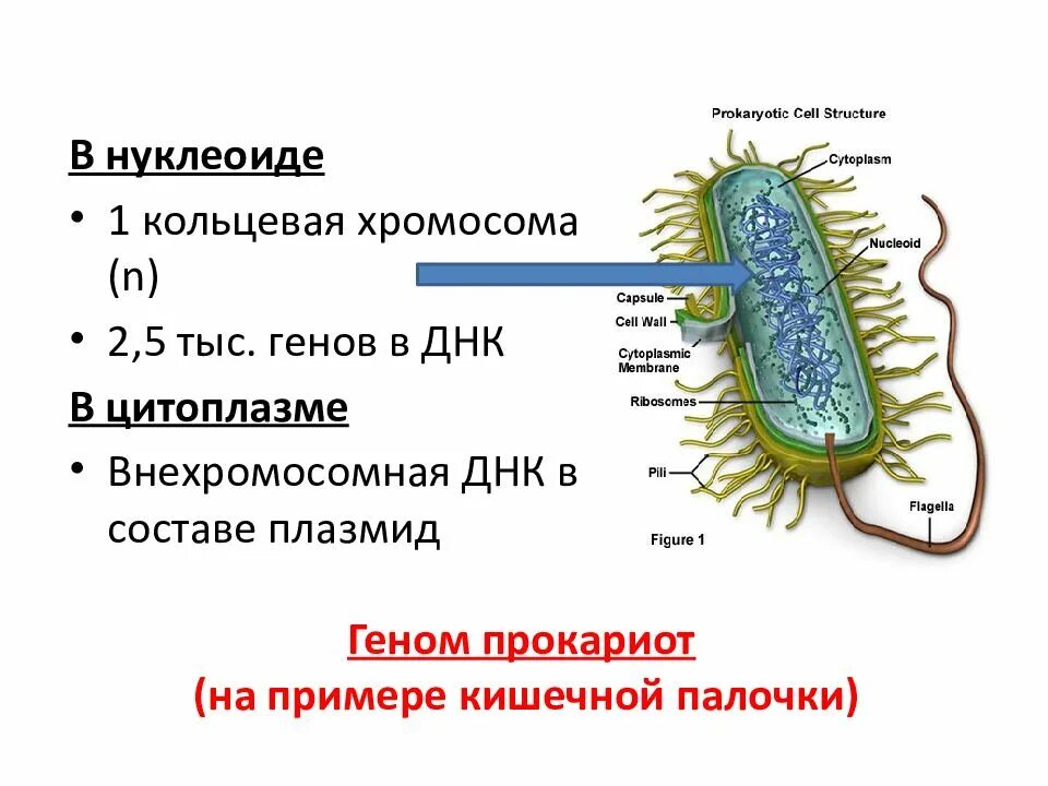 В каких клетках содержится нуклеоид